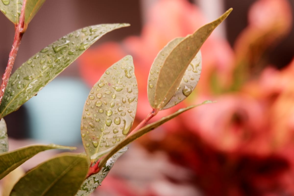 After rain