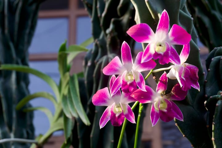 Anggrek Larat (Dendrebium Orchid)