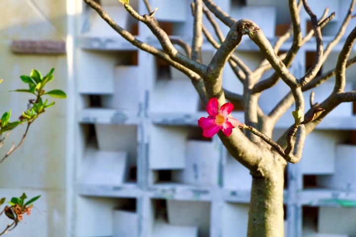 Kamboja Jepang (Adenium obesum)