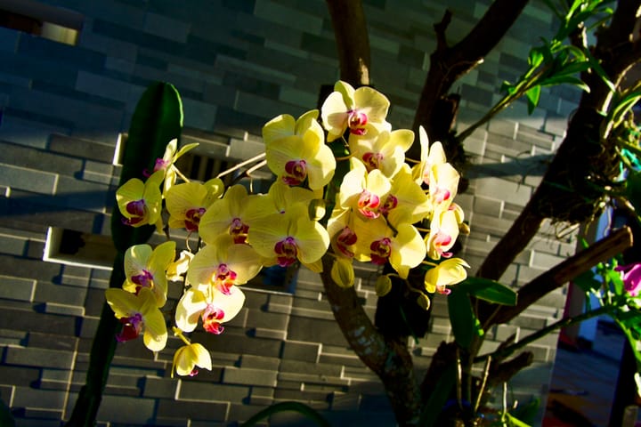 Anggrek Kuning (Orchid Phalaenopsis)
