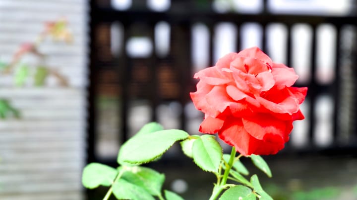 Keindahan Bunga Mawar (Rosa spp.)