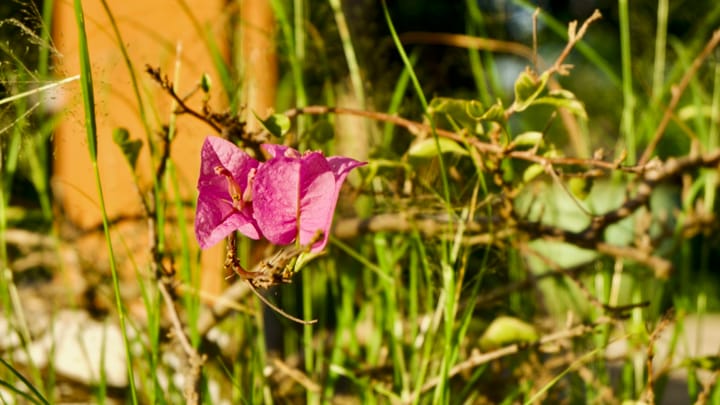 Bunga Kertas (Bougainvillea glabra)